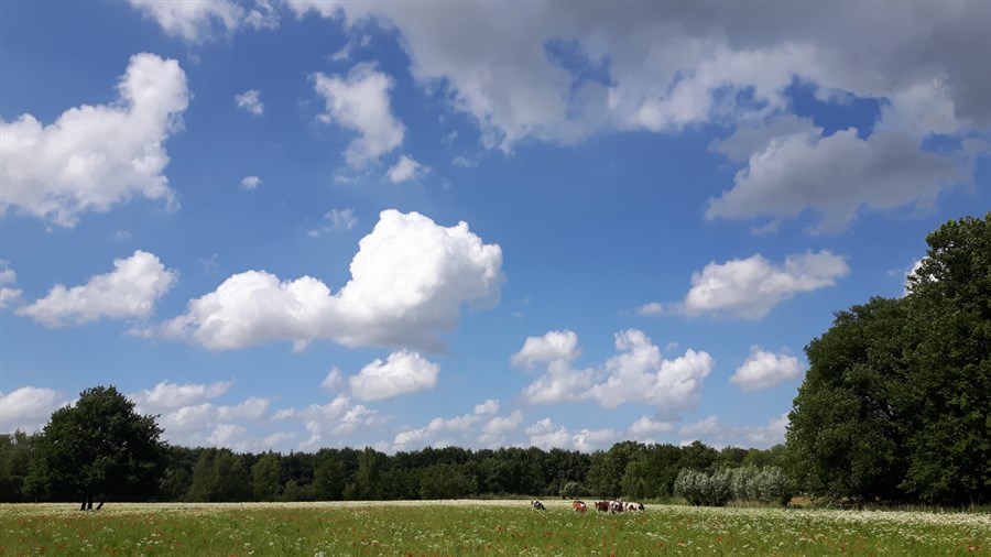 Bericht Bijeenkomst ‘Toekomst voor de biologische boer in Brabant’ bekijken